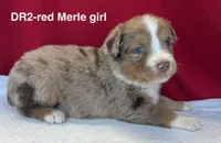 DR2, a female Australian Shepherd for sale in Ada, OH – 4 of 7
