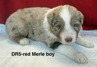 DR5, a male Australian Shepherd for sale in Ada, OH – 2 of 6