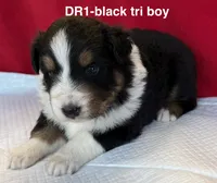 DR1, a male Australian Shepherd for sale in Ada, OH – 3 of 9