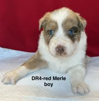 DR4, a female Australian Shepherd for sale in Ada, OH – 2 of 9