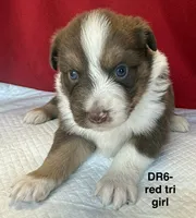 DR6, a female Australian Shepherd for sale in Ada, OH – 2 of 5