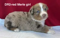 DR2, a female Australian Shepherd for sale in Ada, OH – 7 of 7