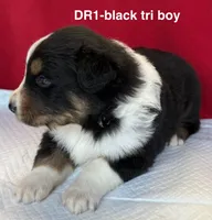 DR1, a male Australian Shepherd for sale in Ada, OH – 2 of 9