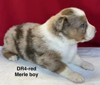 DR4, a female Australian Shepherd for sale in Ada, OH – 7 of 9