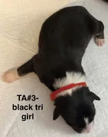 TA3, a female Australian Shepherd for sale in Ada, OH – Photo 2 of 6