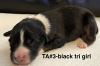 TA3, a female Australian Shepherd for sale in Ada, OH – Photo 6 of 6