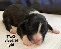 TA3, a female Australian Shepherd for sale in Ada, OH – Photo 1 of 6