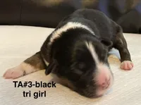 TA3, a female Australian Shepherd for sale in Ada, OH – Photo 5 of 6