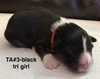 TA3, a female Australian Shepherd for sale in Ada, OH – Photo 3 of 6