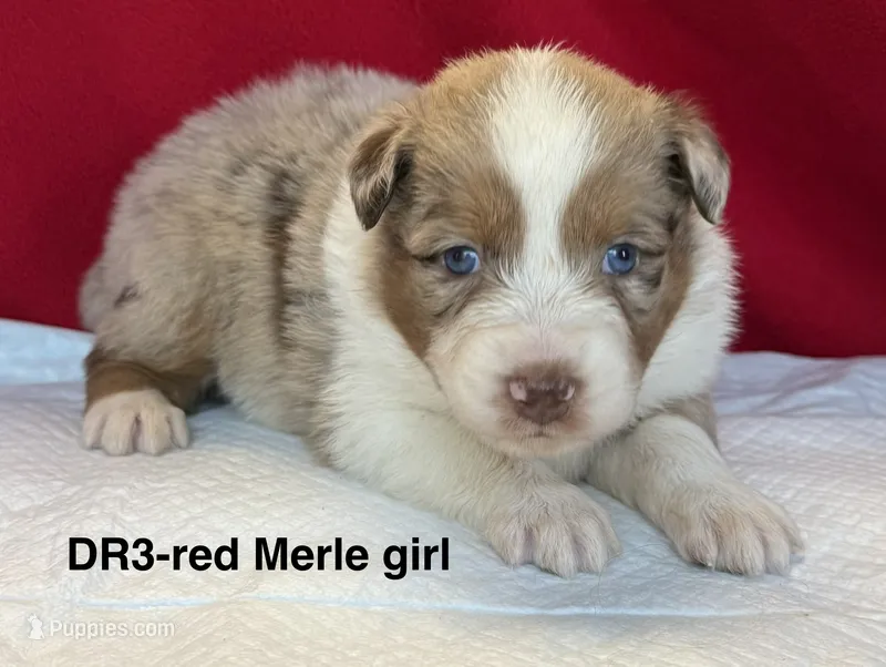 DR3 – Australian Shepherd puppy for sale in Ada, OH