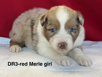 DR3, a female Australian Shepherd for sale in Ada, OH – 1 of 6