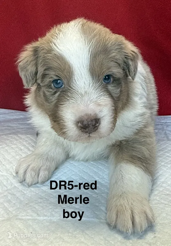 DR5 – Australian Shepherd puppy for sale in Ada, OH
