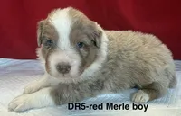 DR5, a male Australian Shepherd for sale in Ada, OH – 5 of 6