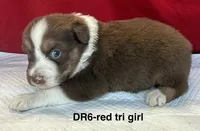 DR6, a female Australian Shepherd for sale in Ada, OH – 3 of 5