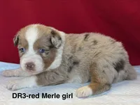 DR3, a female Australian Shepherd for sale in Ada, OH – 4 of 6