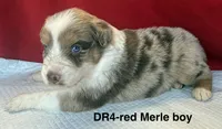 DR4, a female Australian Shepherd for sale in Ada, OH – 5 of 9