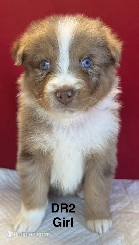 DR2 – Australian Shepherd puppy for sale in Ada, OH