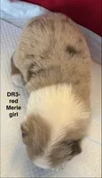 DR3, a female Australian Shepherd for sale in Ada, OH – 6 of 6
