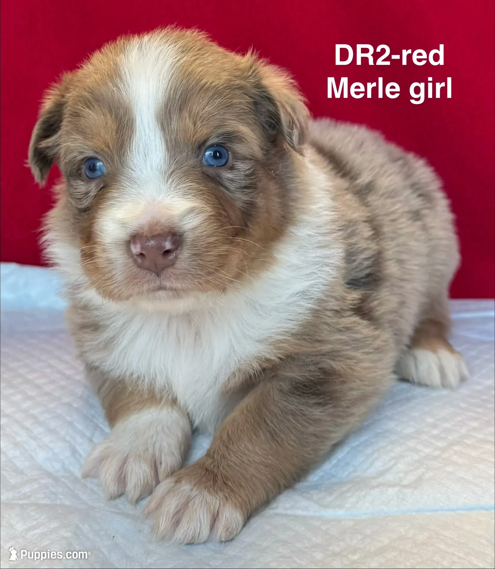 DR2, a female Australian Shepherd for sale in Ada, OH – 5 of 7