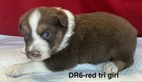 DR6, a female Australian Shepherd for sale in Ada, OH – 4 of 5