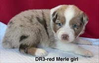 DR3, a female Australian Shepherd for sale in Ada, OH – 5 of 6