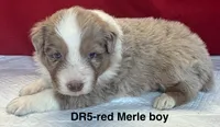 DR5, a male Australian Shepherd for sale in Ada, OH – 3 of 6