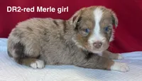 DR2, a female Australian Shepherd for sale in Ada, OH – 3 of 7
