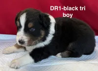 DR1, a male Australian Shepherd for sale in Ada, OH – 7 of 9