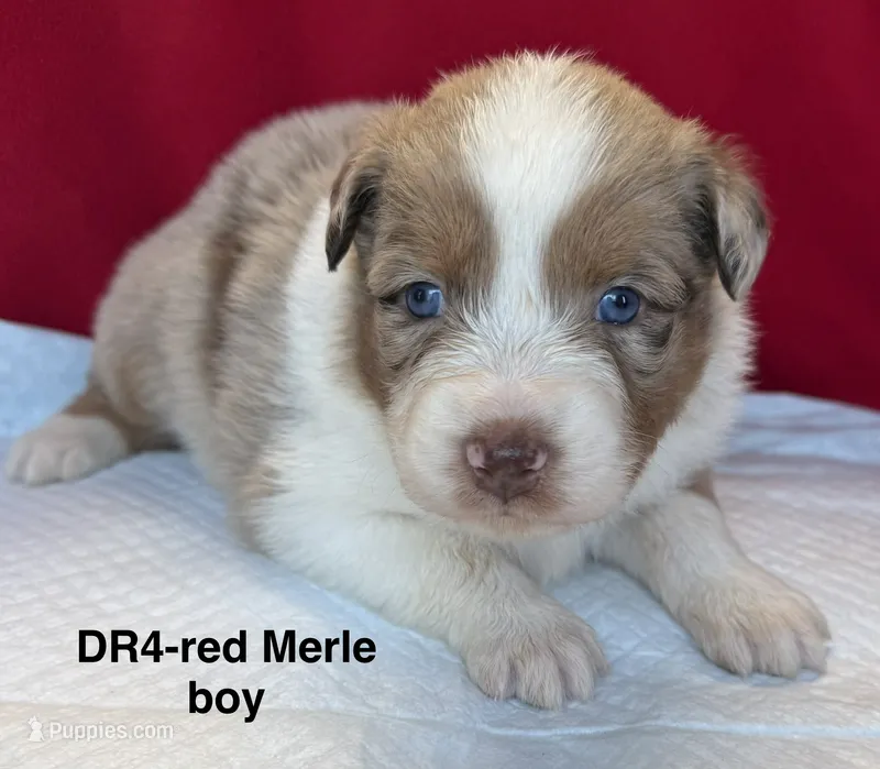 DR4 – Australian Shepherd puppy for sale in Ada, OH