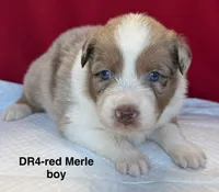 DR4, a female Australian Shepherd for sale in Ada, OH – 1 of 9
