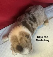 DR4, a female Australian Shepherd for sale in Ada, OH – 6 of 9