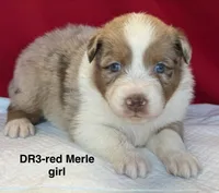 DR3, a female Australian Shepherd for sale in Ada, OH – 2 of 6