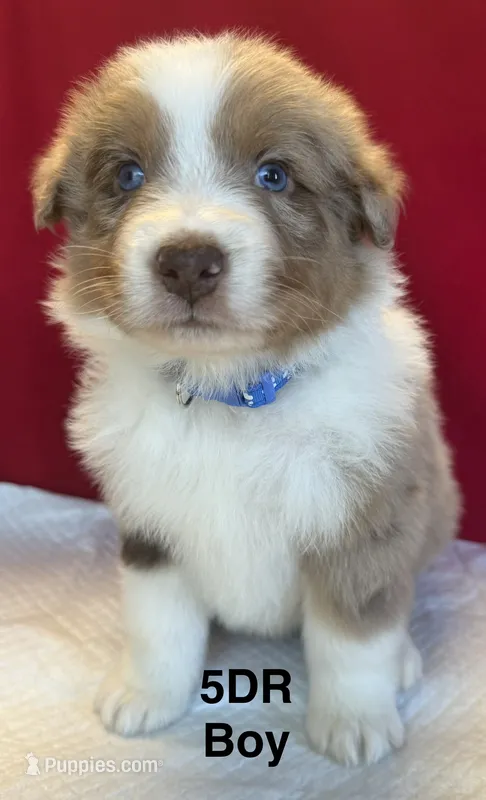 DR5 – Australian Shepherd puppy for sale in Ada, OH