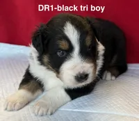 DR1, a male Australian Shepherd for sale in Ada, OH – 8 of 9