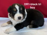 DR1, a male Australian Shepherd for sale in Ada, OH – 6 of 9