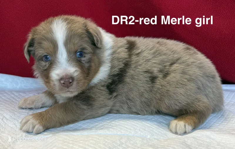 DR2 – Australian Shepherd puppy for sale in Ada, OH