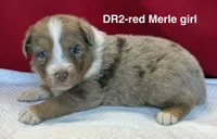 DR2, a female Australian Shepherd for sale in Ada, OH – 1 of 7