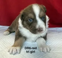 DR6, a female Australian Shepherd for sale in Ada, OH – 1 of 5