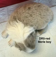 DR5, a male Australian Shepherd for sale in Ada, OH – 6 of 6