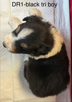 DR1, a male Australian Shepherd for sale in Ada, OH – 9 of 9