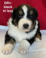 DR1, a male Australian Shepherd for sale in Ada, OH – 1 of 9