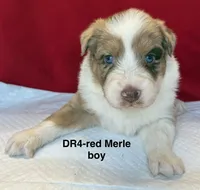 DR4, a female Australian Shepherd for sale in Ada, OH – 3 of 9