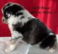 RA#5, a male Australian Shepherd for sale in Ada, OH – Photo 4 of 7