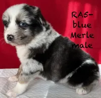 RA#5, a male Australian Shepherd for sale in Ada, OH – Photo 3 of 7