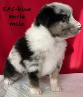 RA#5, a male Australian Shepherd for sale in Ada, OH – Photo 6 of 7
