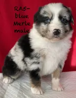 RA#5, a male Australian Shepherd for sale in Ada, OH – Photo 5 of 7