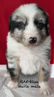RA#5, a male Australian Shepherd for sale in Ada, OH – Photo 1 of 7