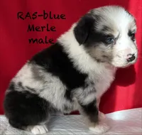 RA#5, a male Australian Shepherd for sale in Ada, OH – Photo 7 of 7