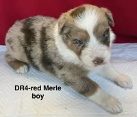 DR4, a female Australian Shepherd for sale in Ada, OH – 8 of 9