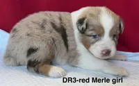 DR3, a female Australian Shepherd for sale in Ada, OH – 3 of 6